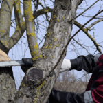 man-cut-down-electric-saw-stump-saw-cut-branches man-cut-down-electric-saw-stump-saw-cut-branches